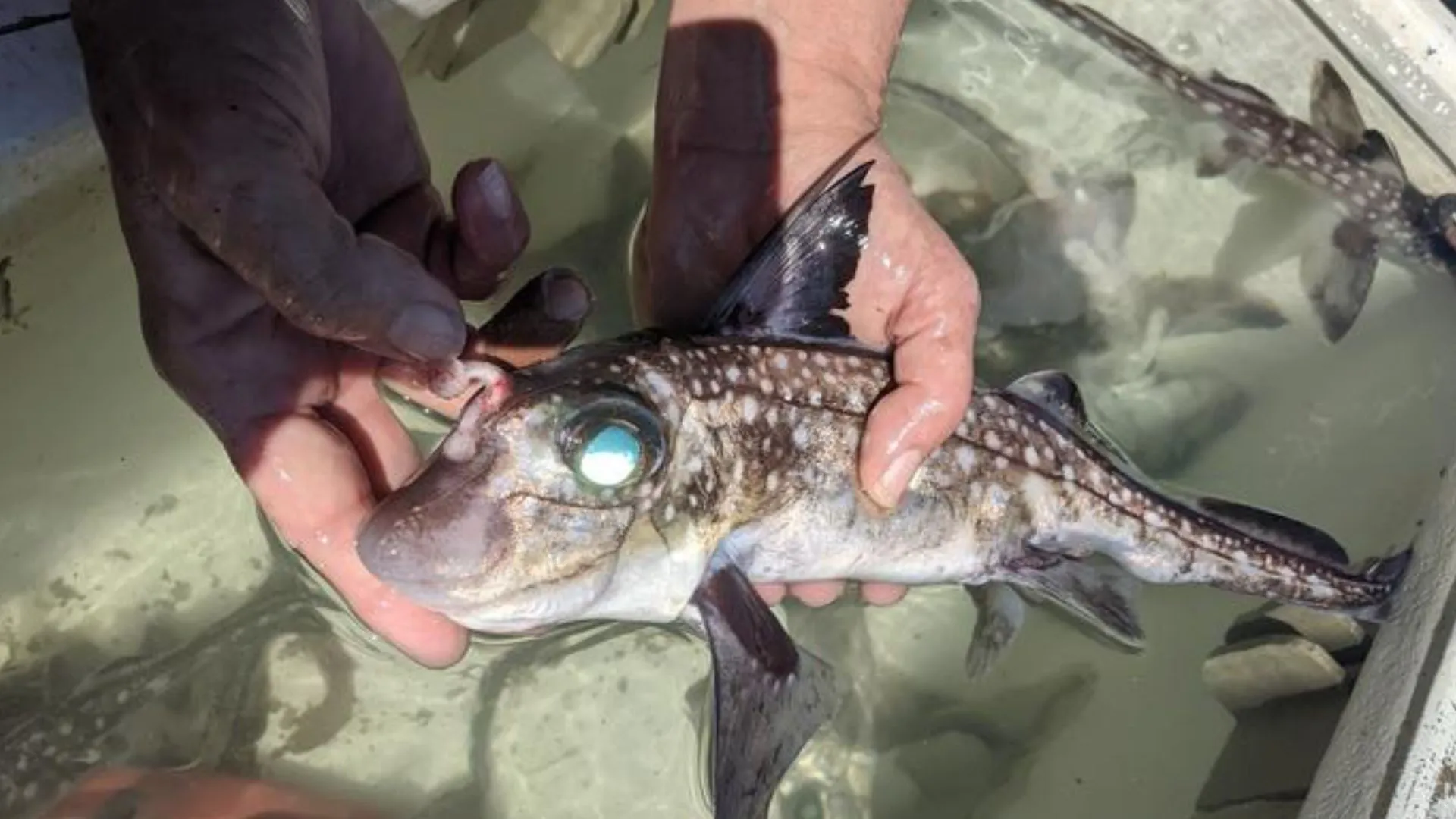 奇特的頭部交配工具：男幽靈鯊的繁殖演變