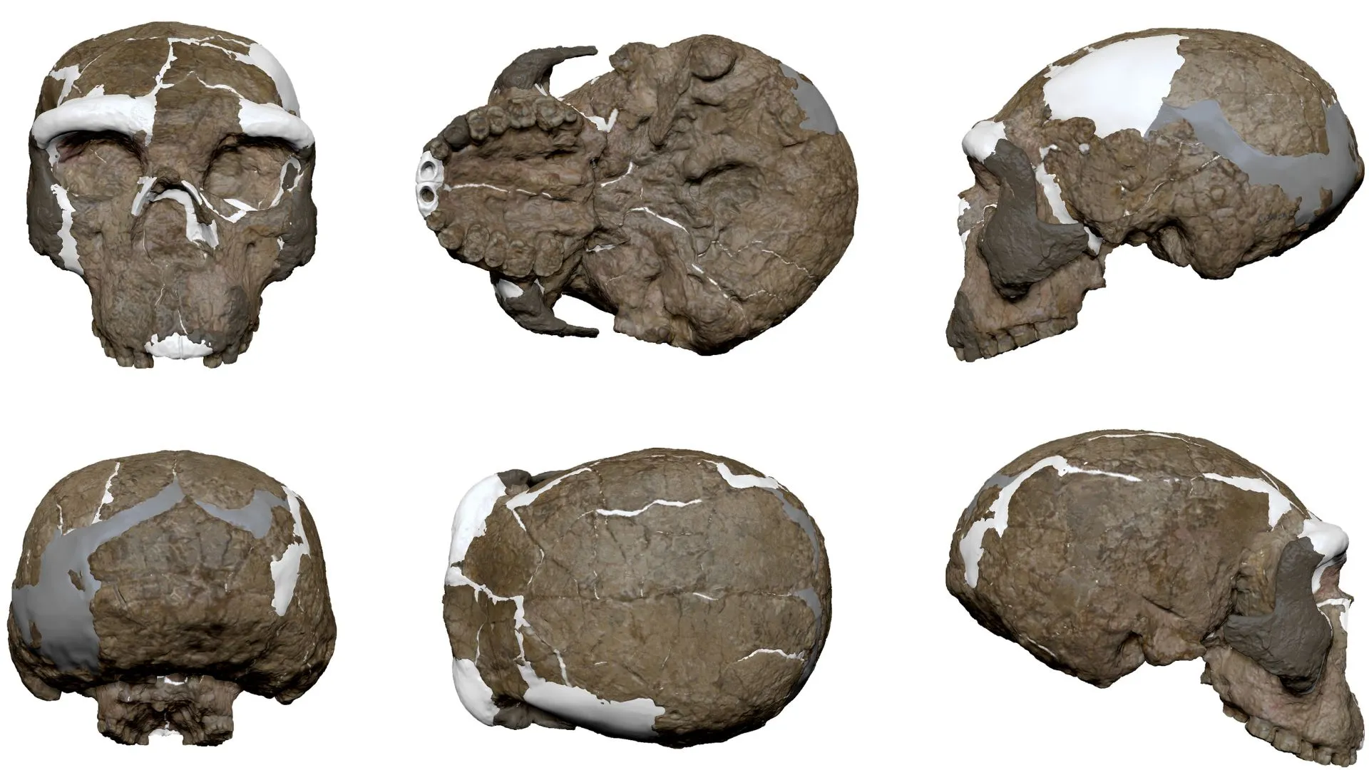 中國發現百萬年古骸，可能改變人類演化歷程