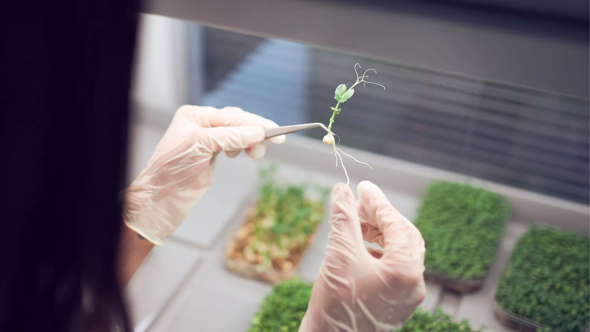 新型「人工植物」利用太陽能淨化放射性土壤