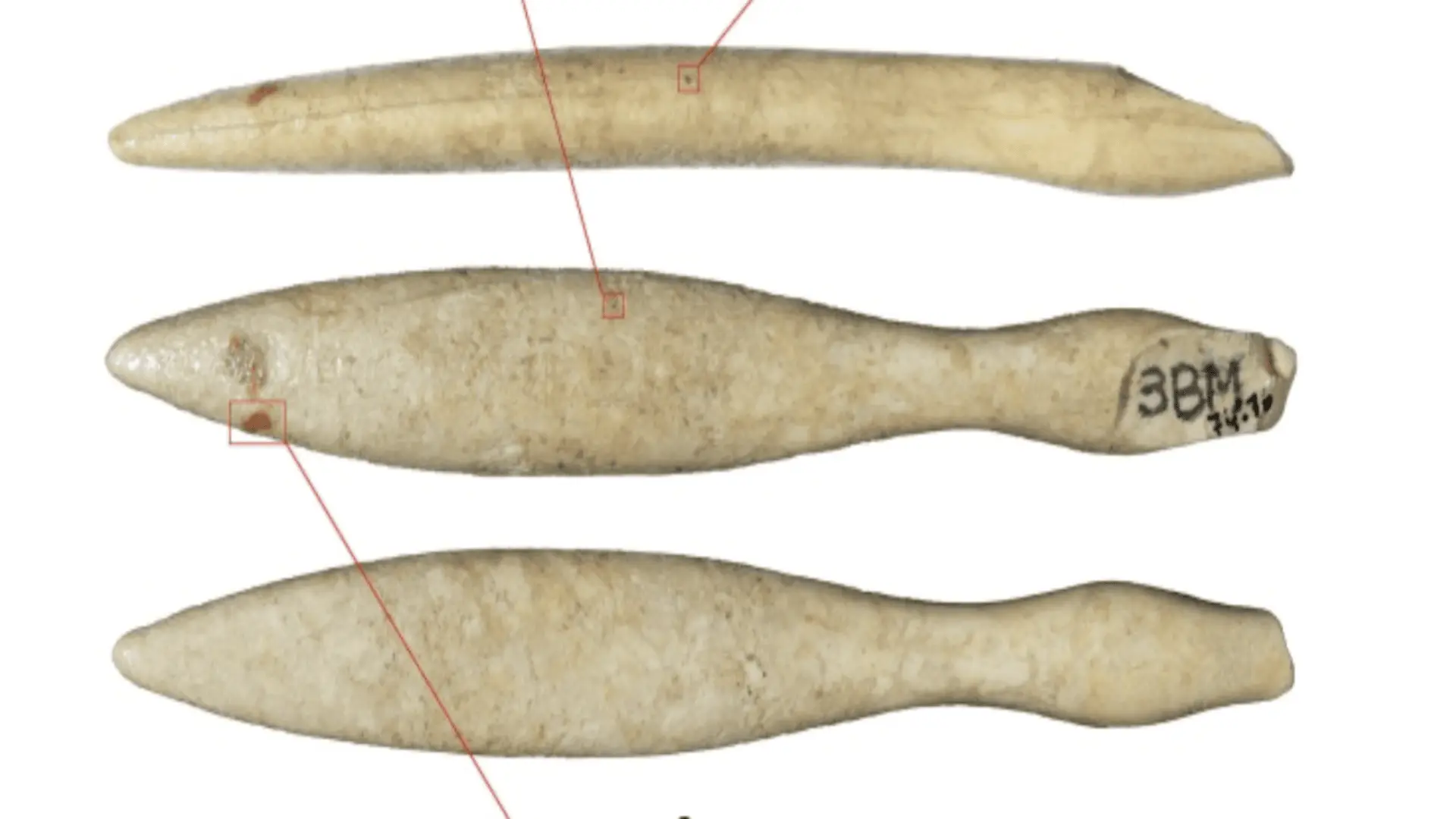 古代河馬象牙製品揭示史前貿易資訊