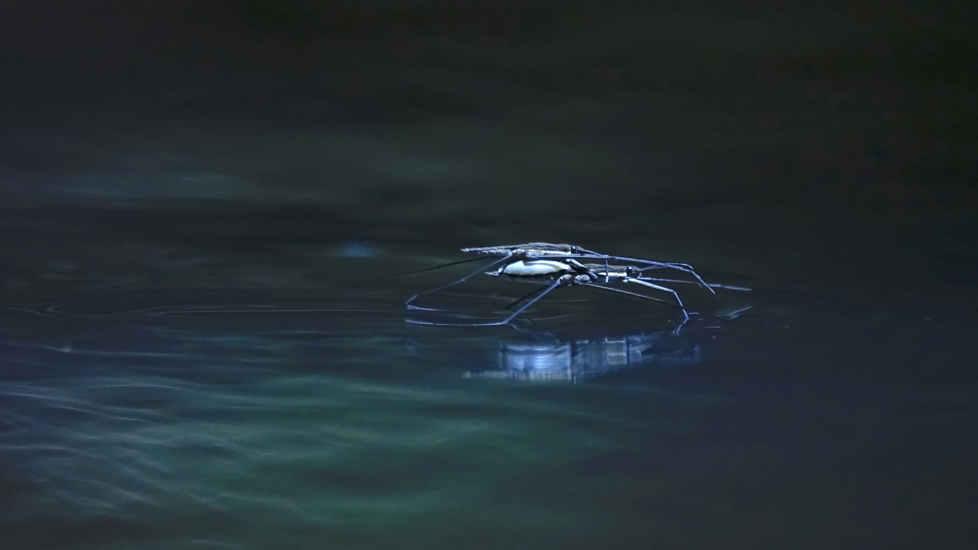 水上行走與划水的仿生機器人研發進展