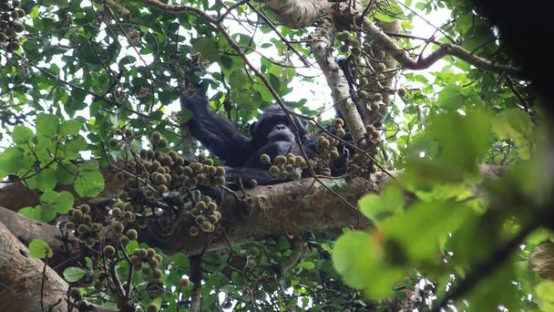 野生黑猩猩每日從自然果實中攝取酒精：研究結果