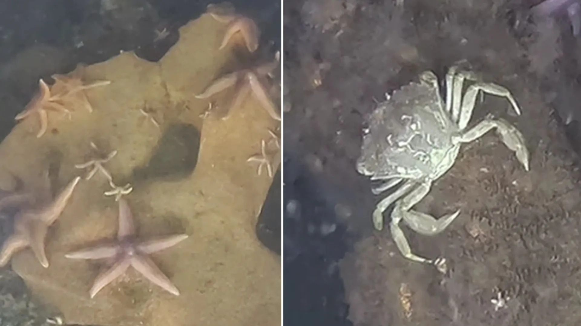 二次世界大戰武器庫成為海洋生物意外的棲息地