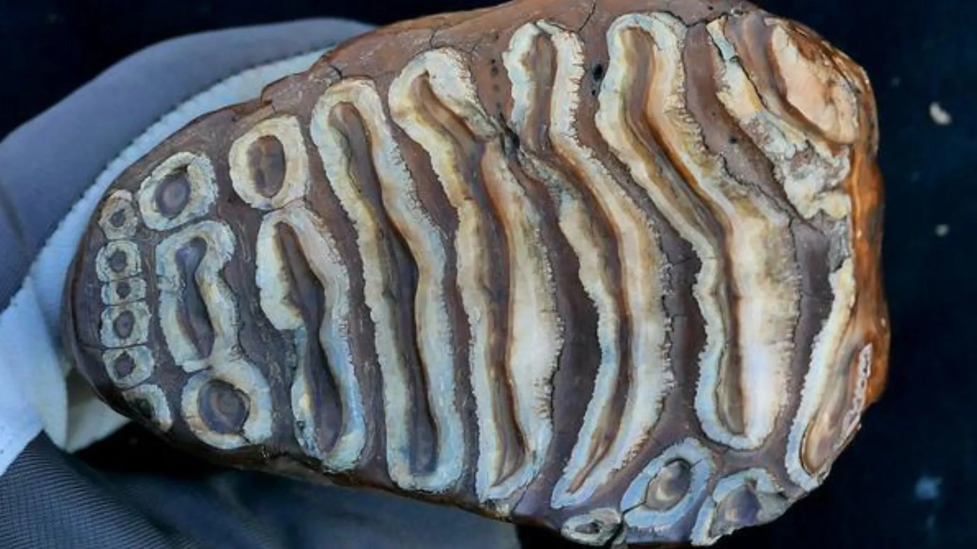 發現百萬年前猛獁象遺骸中的最古老微生物 DNA