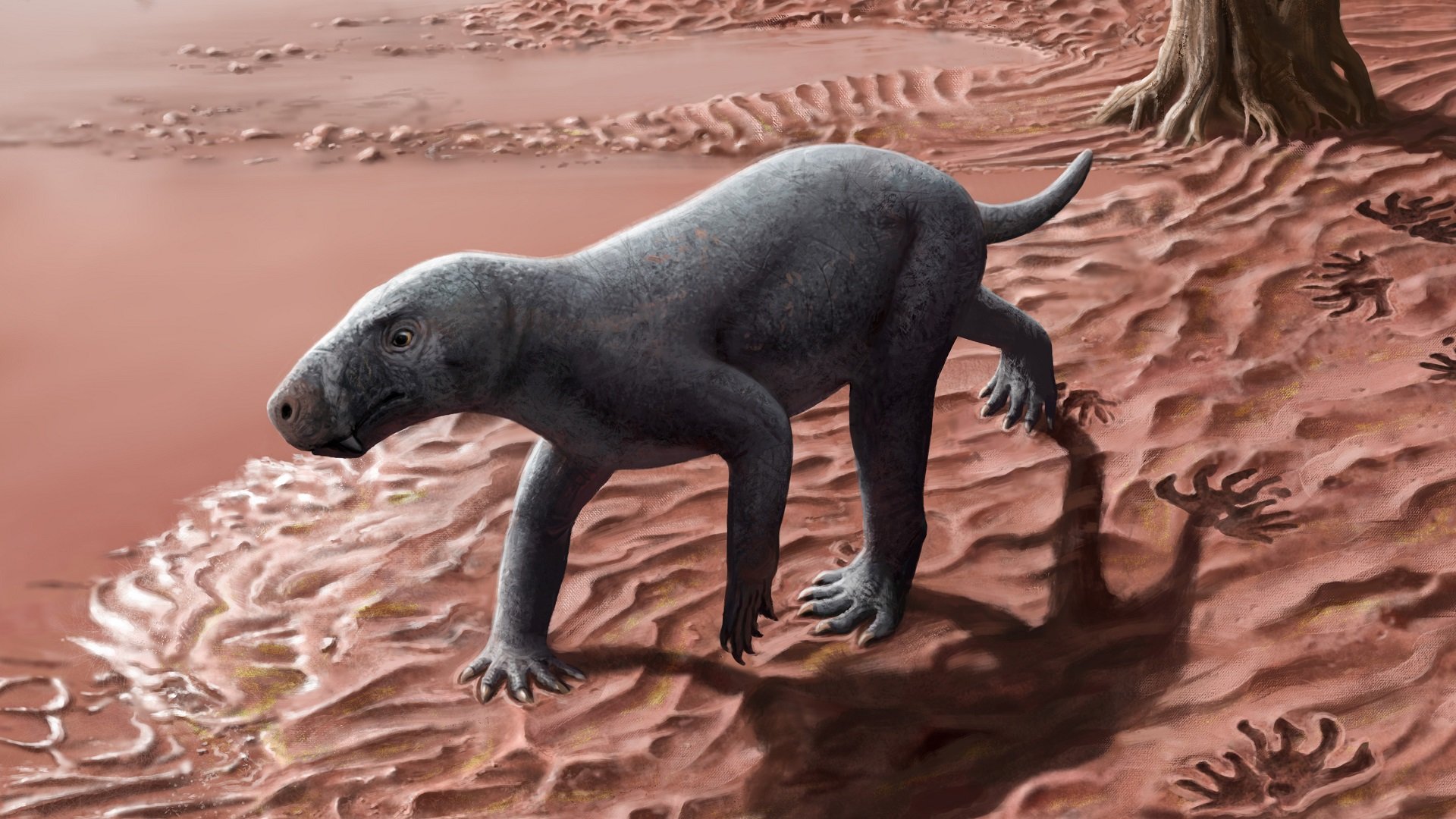 發現 2 億 7,000 萬年前的化石足跡 揭示早期哺乳動物的行走方式