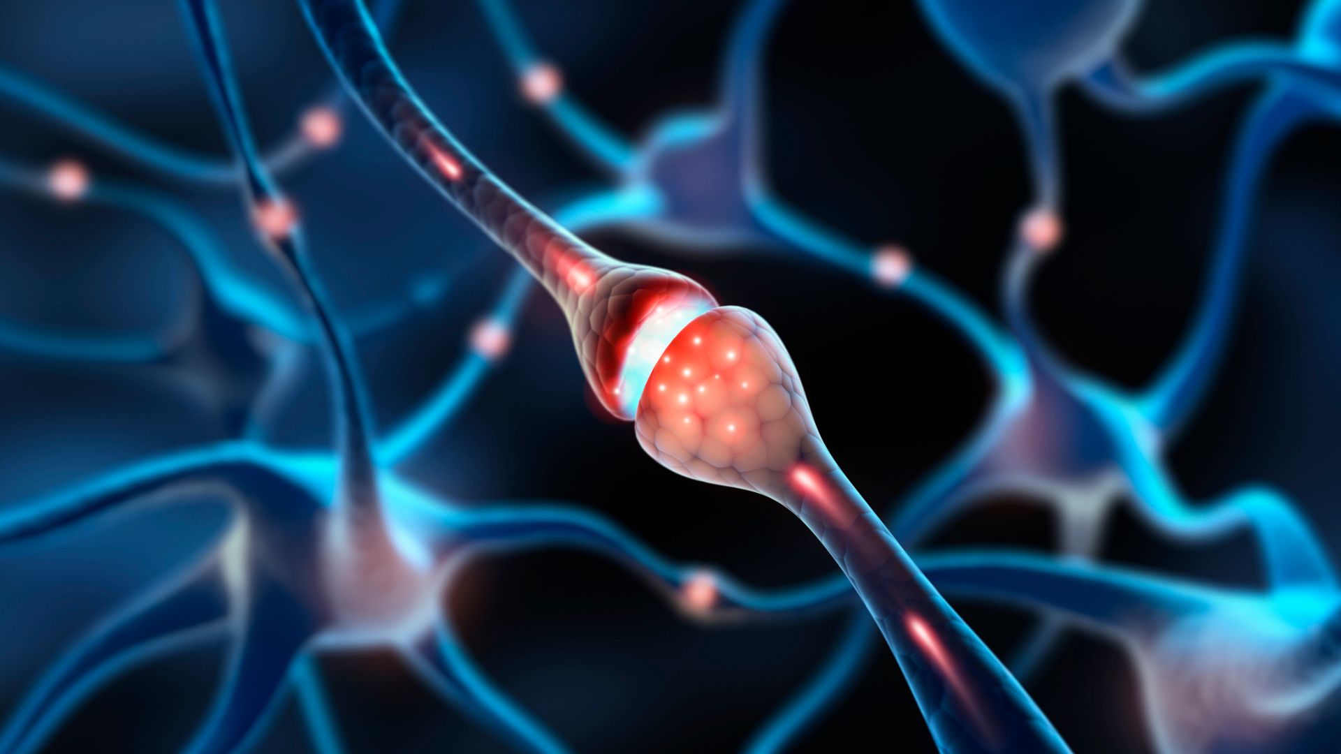 中國科學家首次拍攝神經元「接吻」瞬間