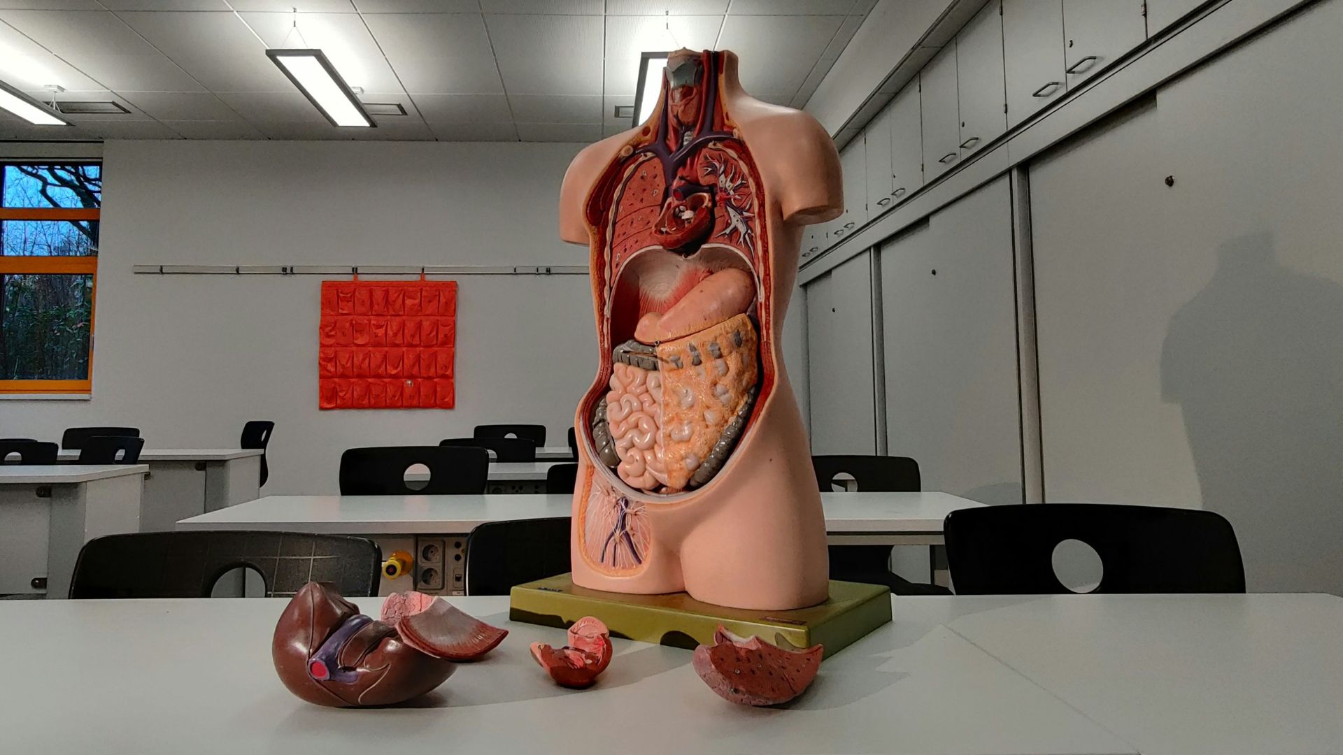 3D 人體結腸模型可能取代癌症實驗室中的動物測試