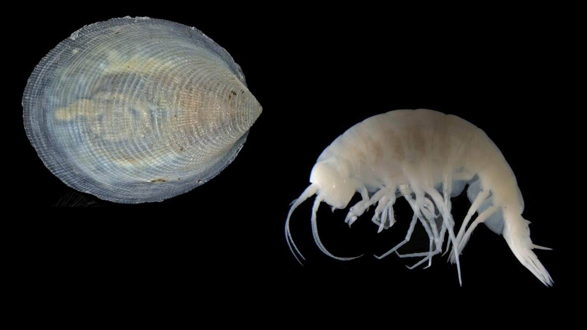 科學家發現 14 種新深海物種 包括爆米花狀寄生蟲