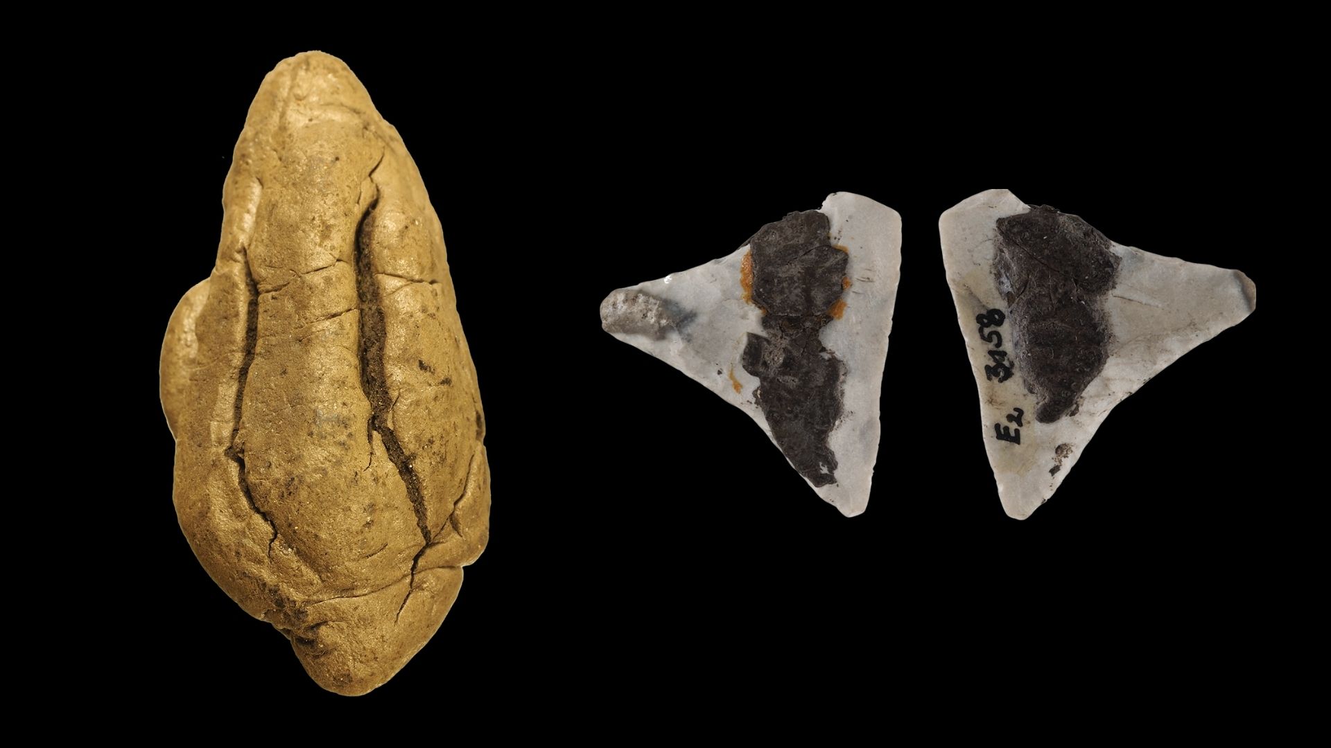 古歐洲 6,000 年前的「口香糖」揭示性別角色