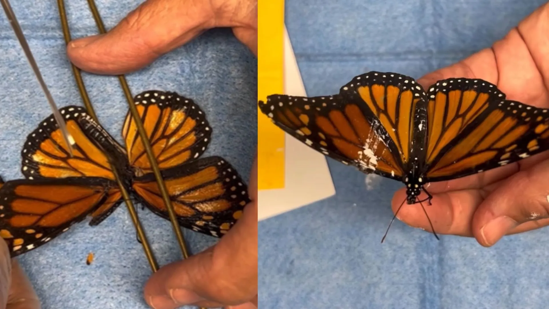 奇蹟般的翅膀移植讓瀕臨死亡的君主蝶重獲新生