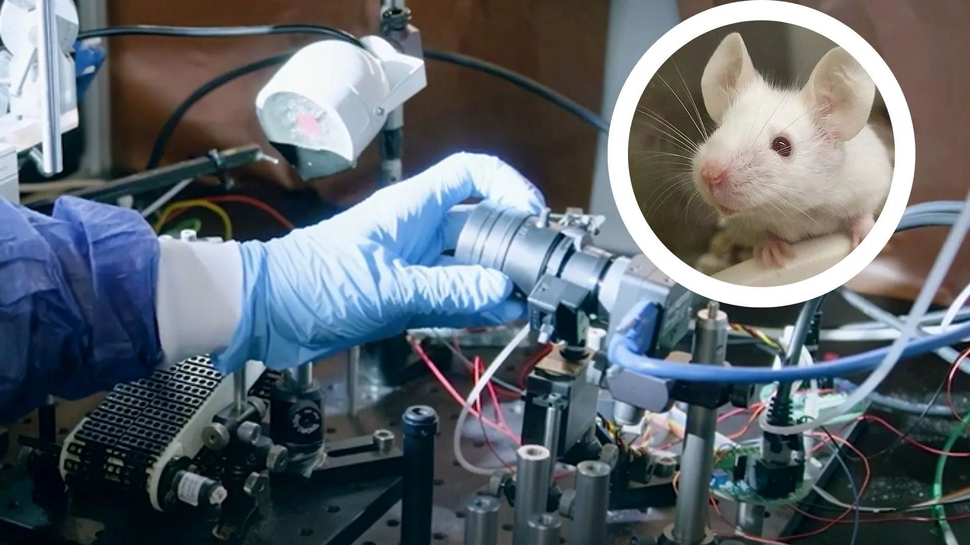 以面部線索解讀小鼠心智的機器學習技術