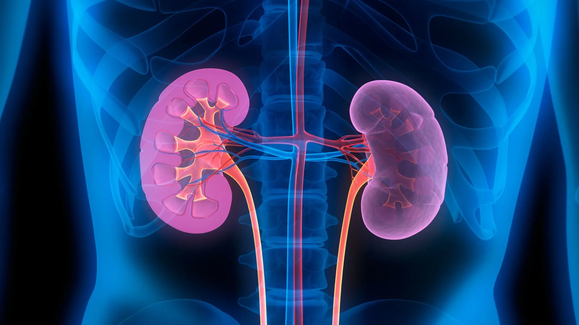 科學家將 A 型腎臟轉換為 O 型以促進移植技術