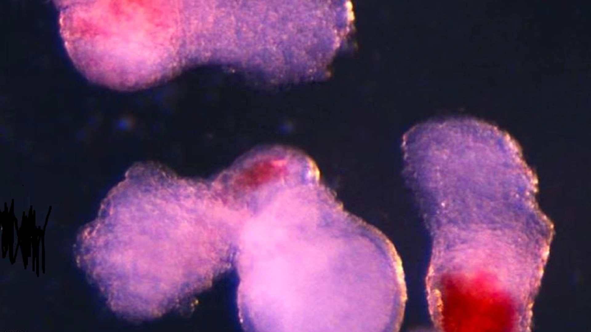 實驗室培育人類血液組織的研究進展