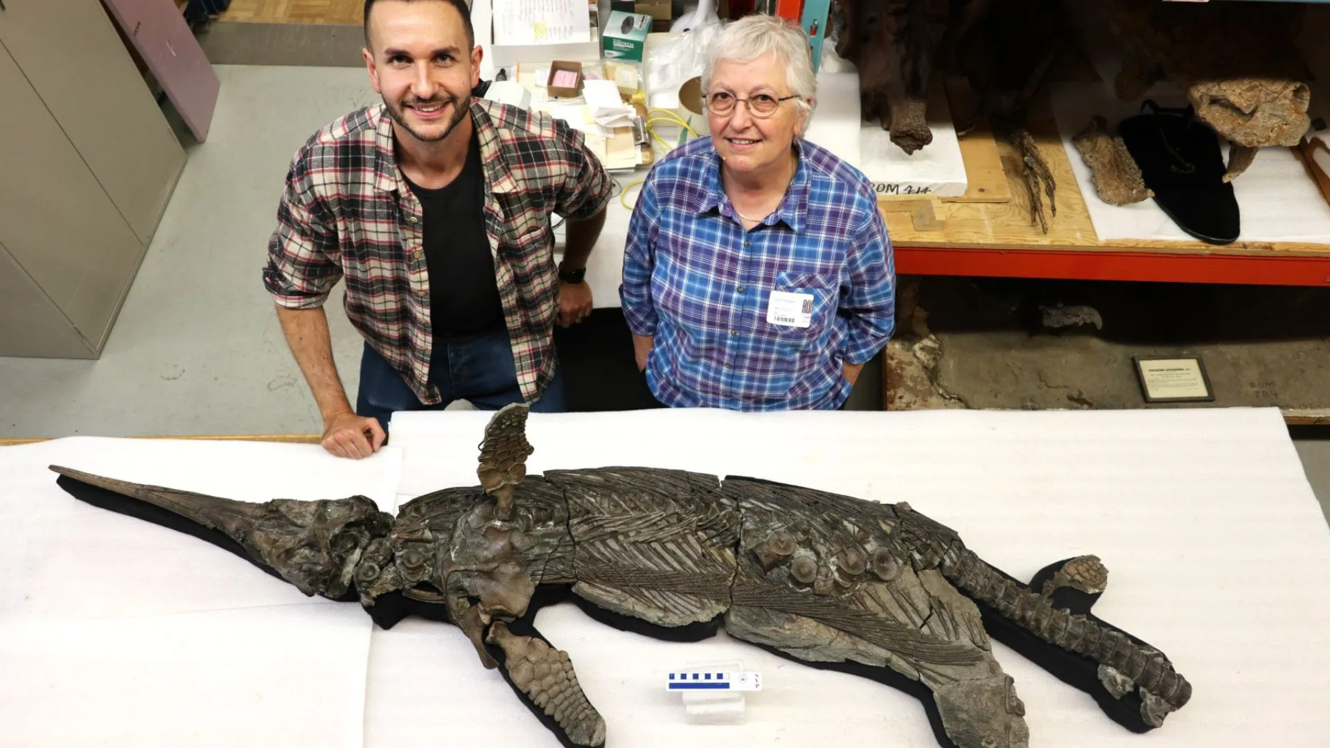 英國侏羅紀海岸出土罕見海豚大小「劍龍」化石