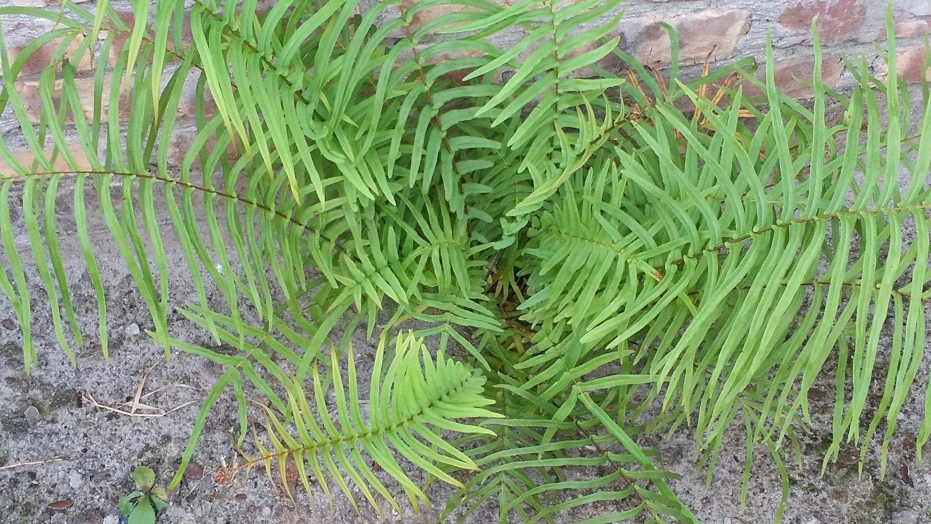 中國科學家首次發現植物提取稀土礦物