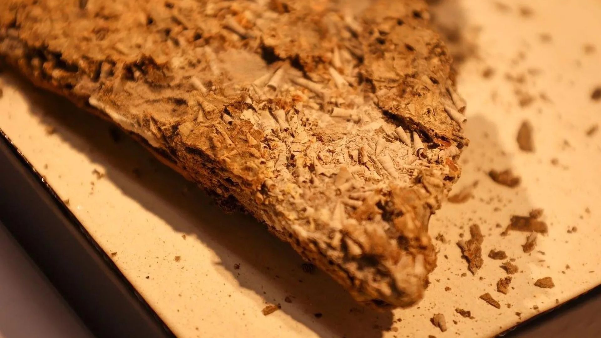 540 萬年前神秘化石揭示珊瑚與水母的親緣關係