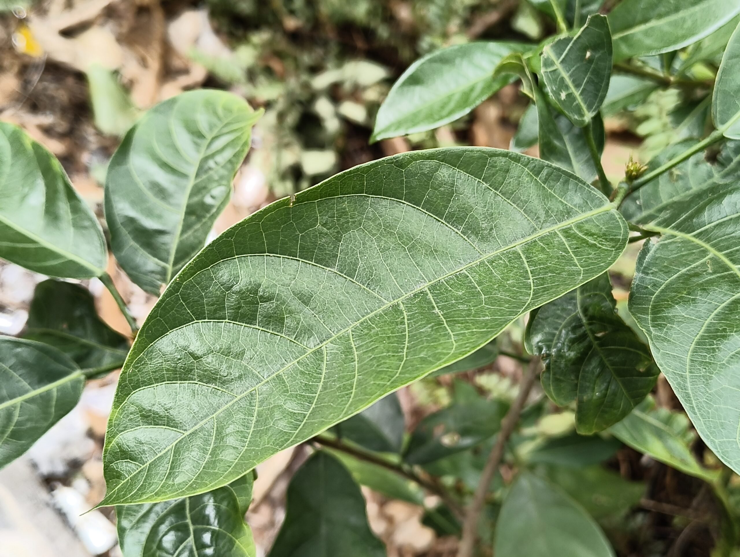 (3a) Lite 實拍：植物近攝