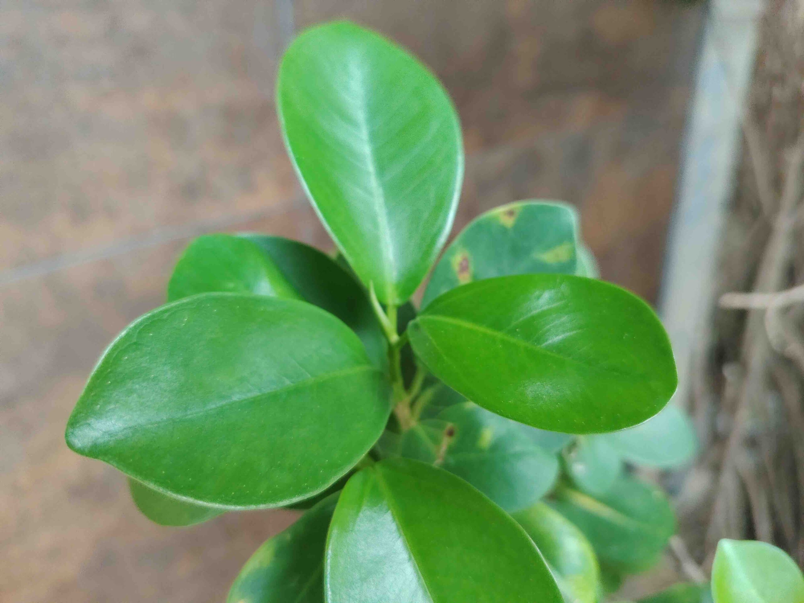 X9d実撮影:植物のクローズアップ
