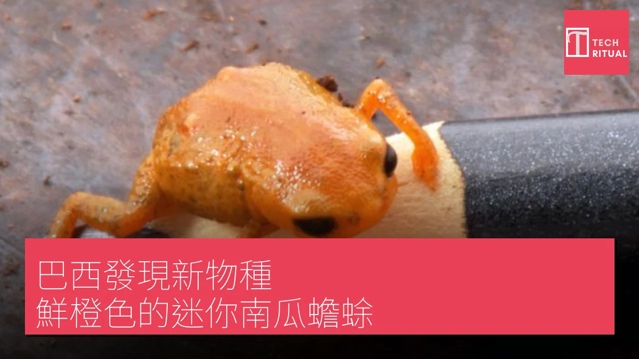 巴西發現新物種：鮮橙色的迷你南瓜蟾蜍