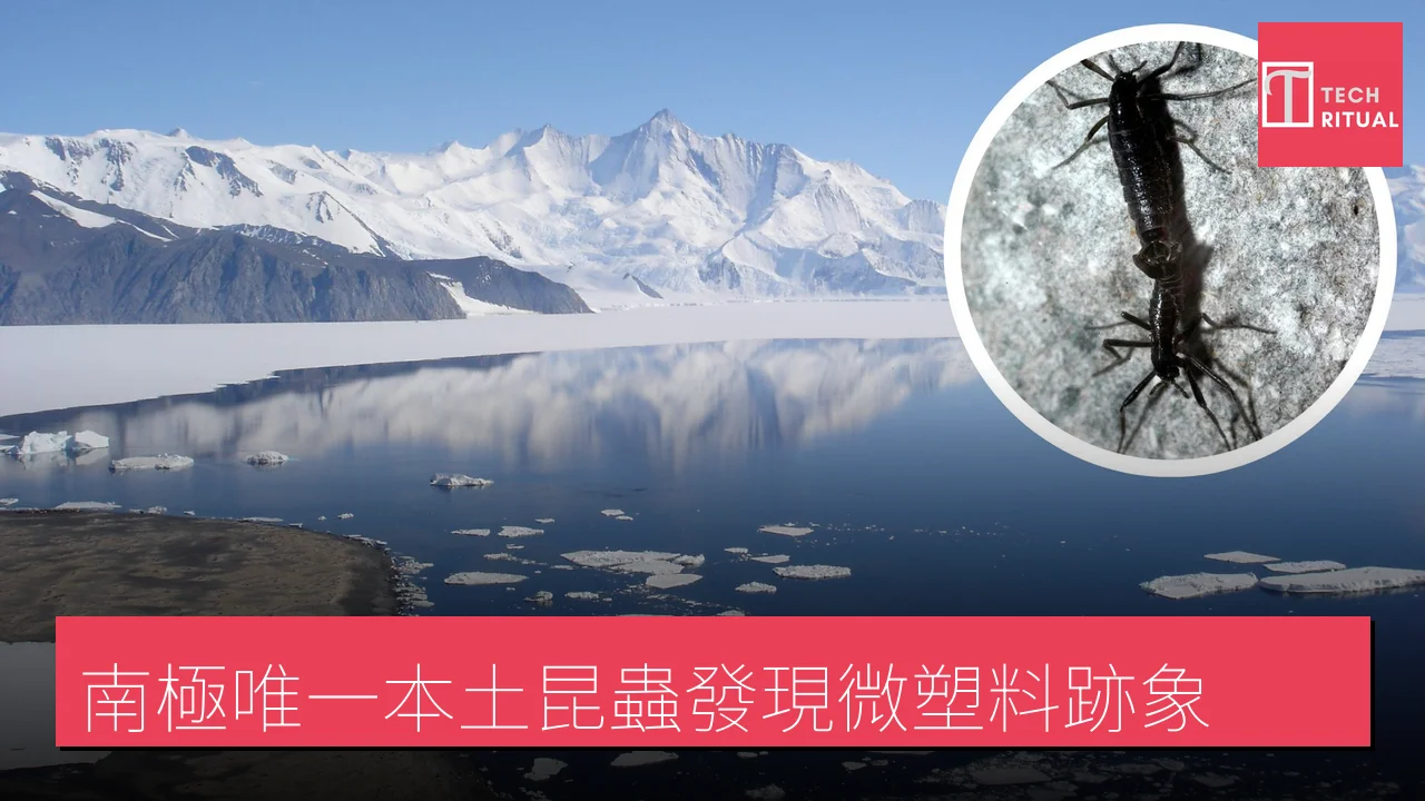 南極唯一本土昆蟲發現微塑料跡象