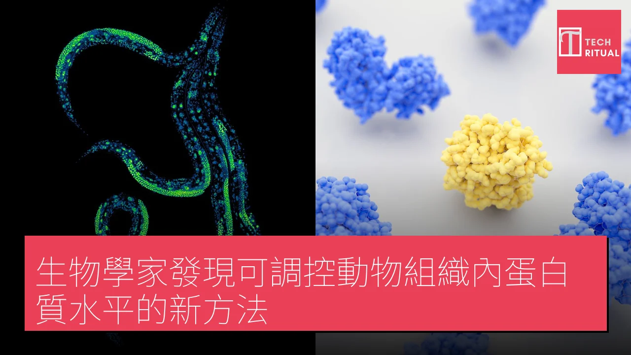 生物學家發現可調控動物組織內蛋白質水平的新方法