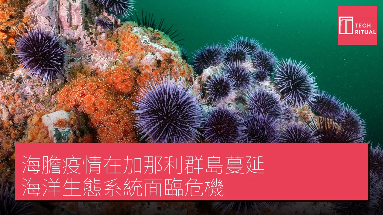 海膽疫情在加那利群島蔓延，海洋生態系統面臨危機
