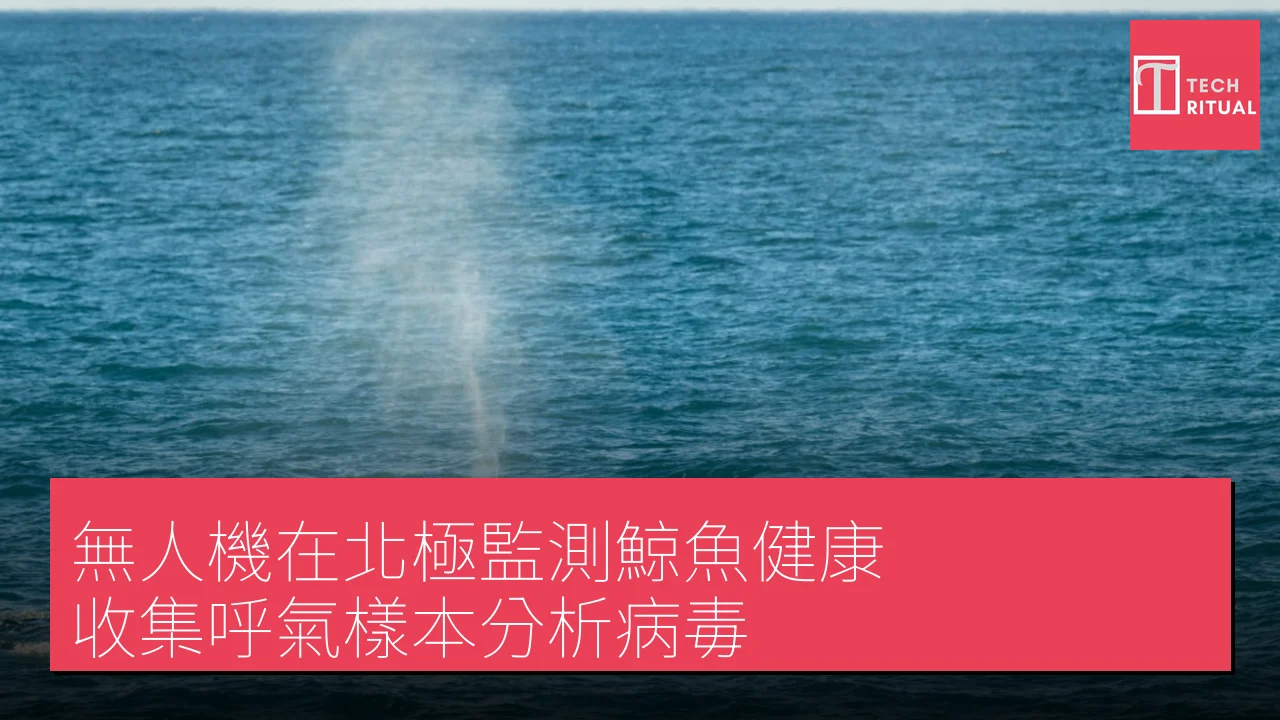 無人機在北極監測鯨魚健康，收集呼氣樣本分析病毒