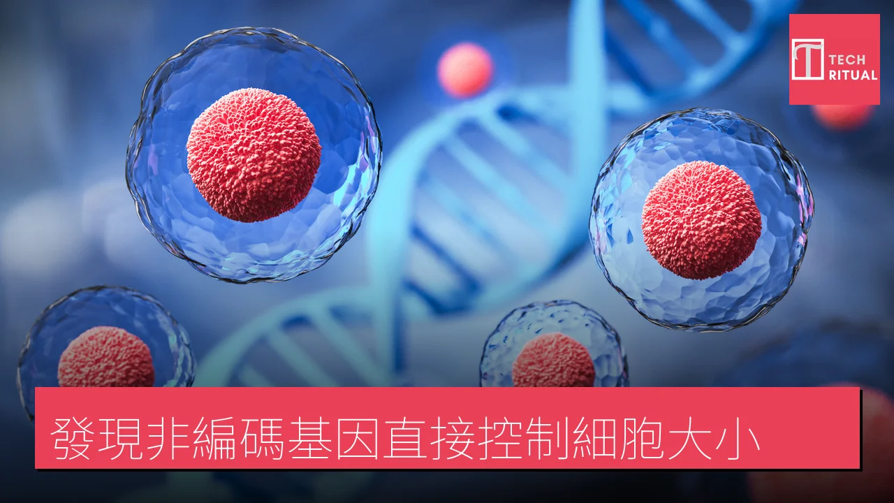 發現非編碼基因直接控制細胞大小